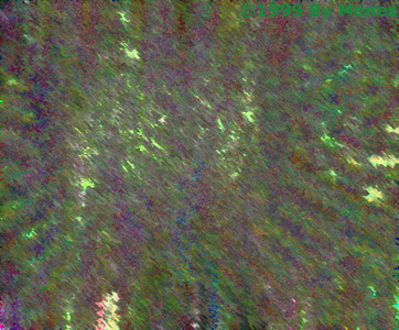 AMONG THE PINES.jpg (104741 bytes)