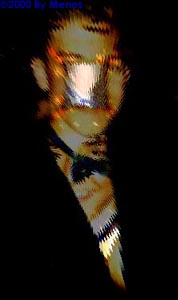 THE PARTY THAT NEVER SHOULD HAVE BEEN.jpg (13401 bytes)